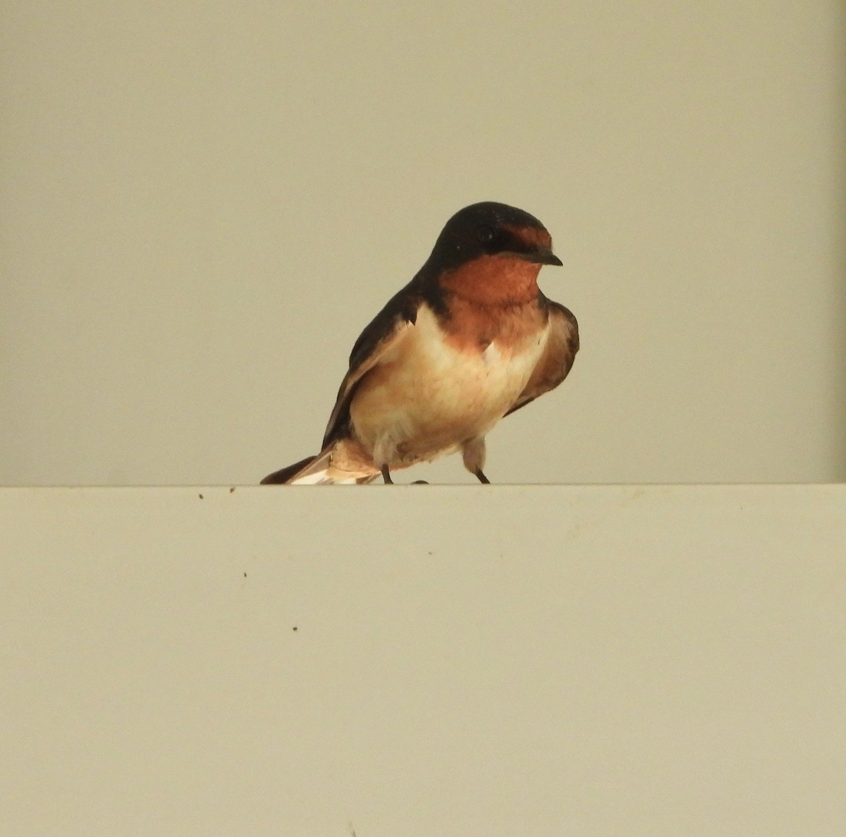 Barn Swallow - ML619582793