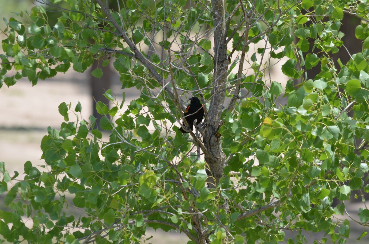 Red-winged Blackbird - Brendel O’Brien