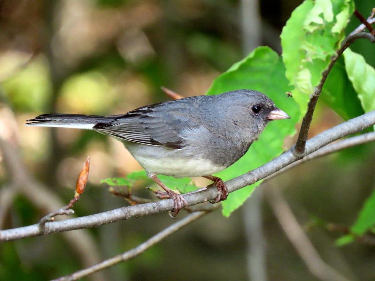 Dark-eyed Junco - David Cooney Jr