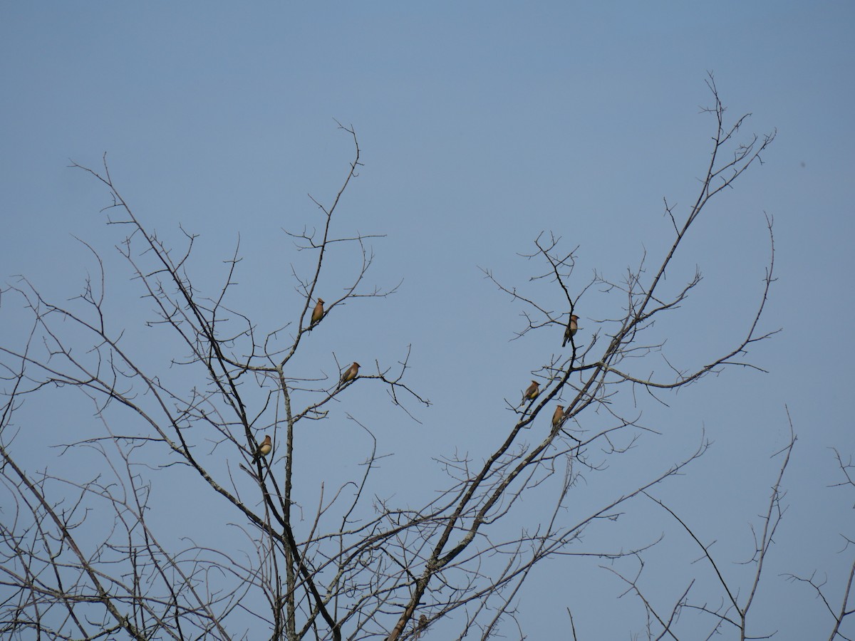 Cedar Waxwing - Cécile Charlton