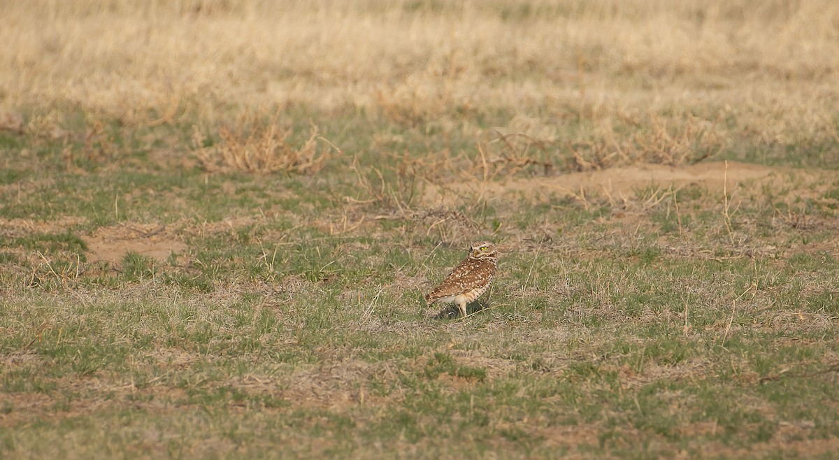 Burrowing Owl - Sally  Palmer