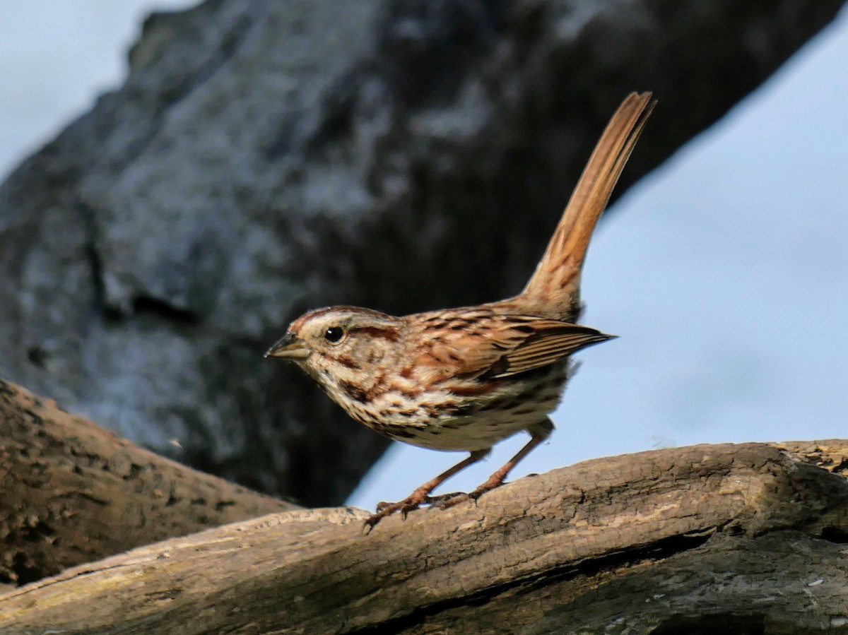 Song Sparrow - Cécile Charlton