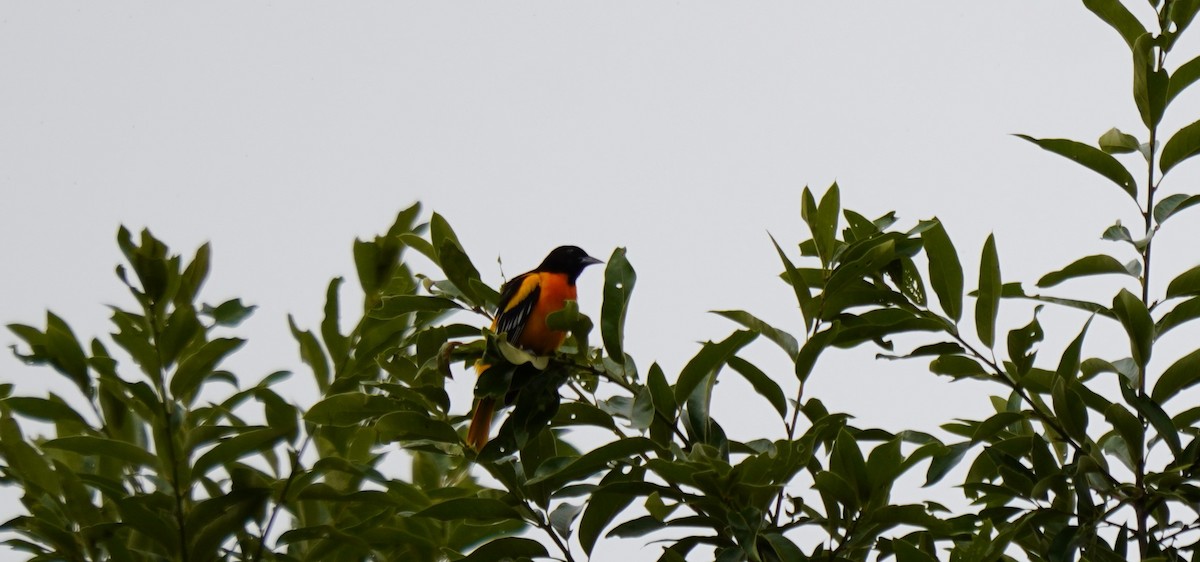 Baltimore Oriole - Krista Kelly