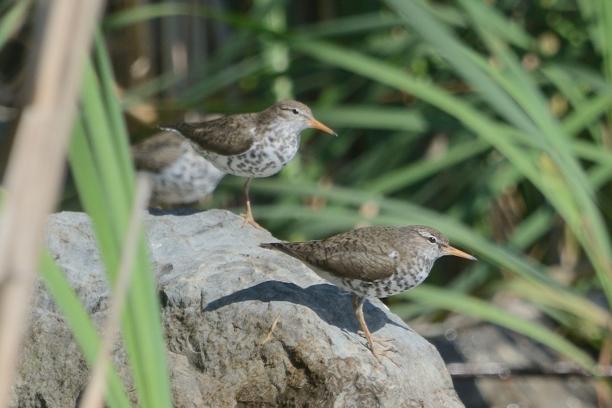 Spotted Sandpiper - John Gordinier