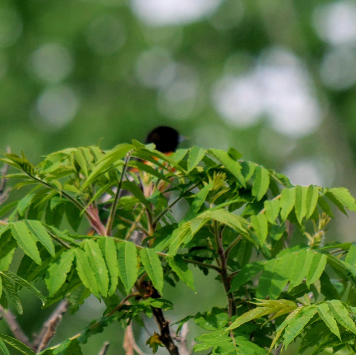 Baltimore Oriole - Cécile Charlton