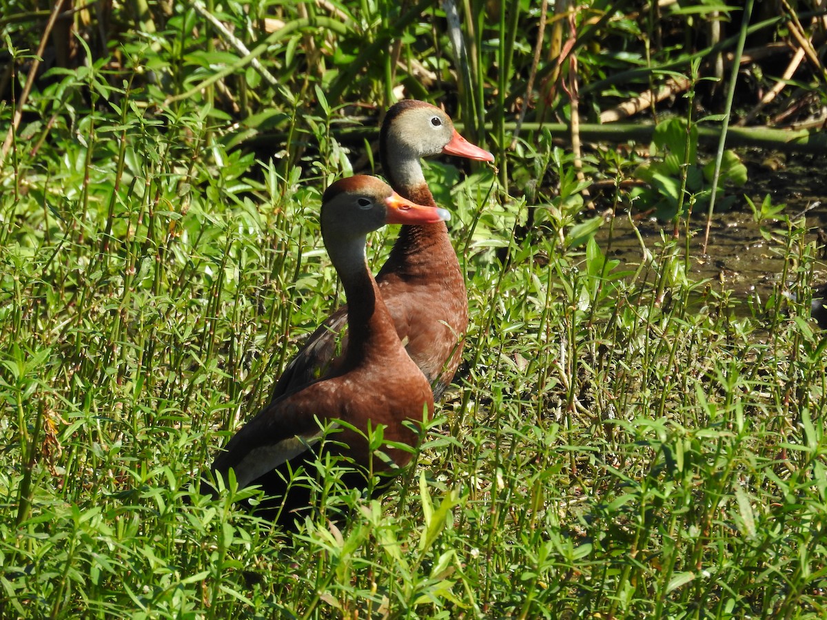 Black-bellied Whistling-Duck - Michael Weisensee