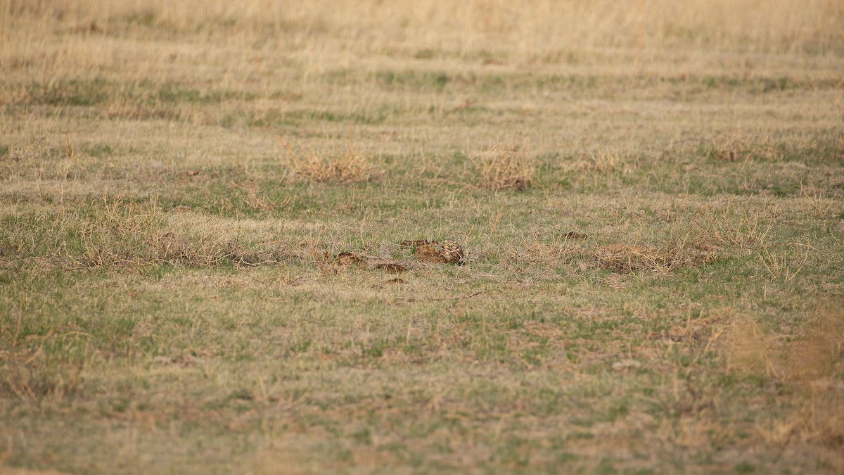 Burrowing Owl - Sally  Palmer