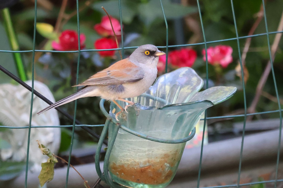 Yellow-eyed Junco - Tricia Vesely