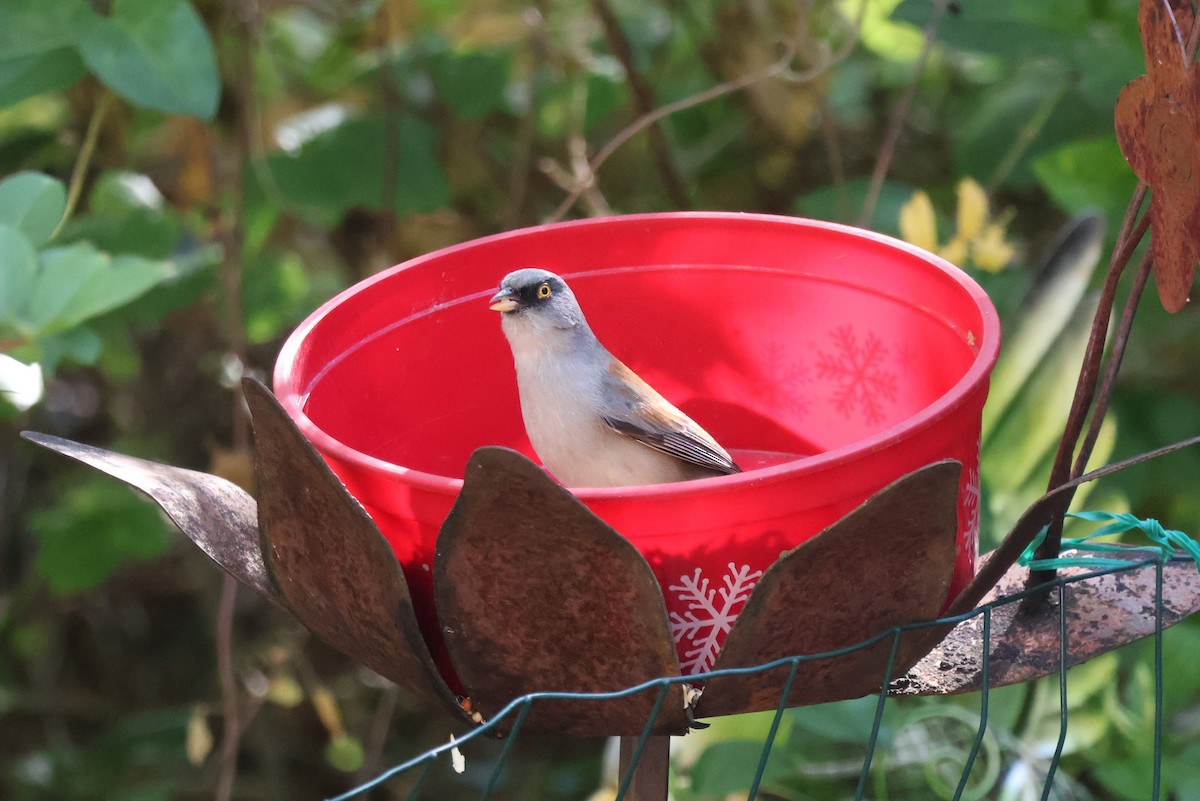 Yellow-eyed Junco - Tricia Vesely