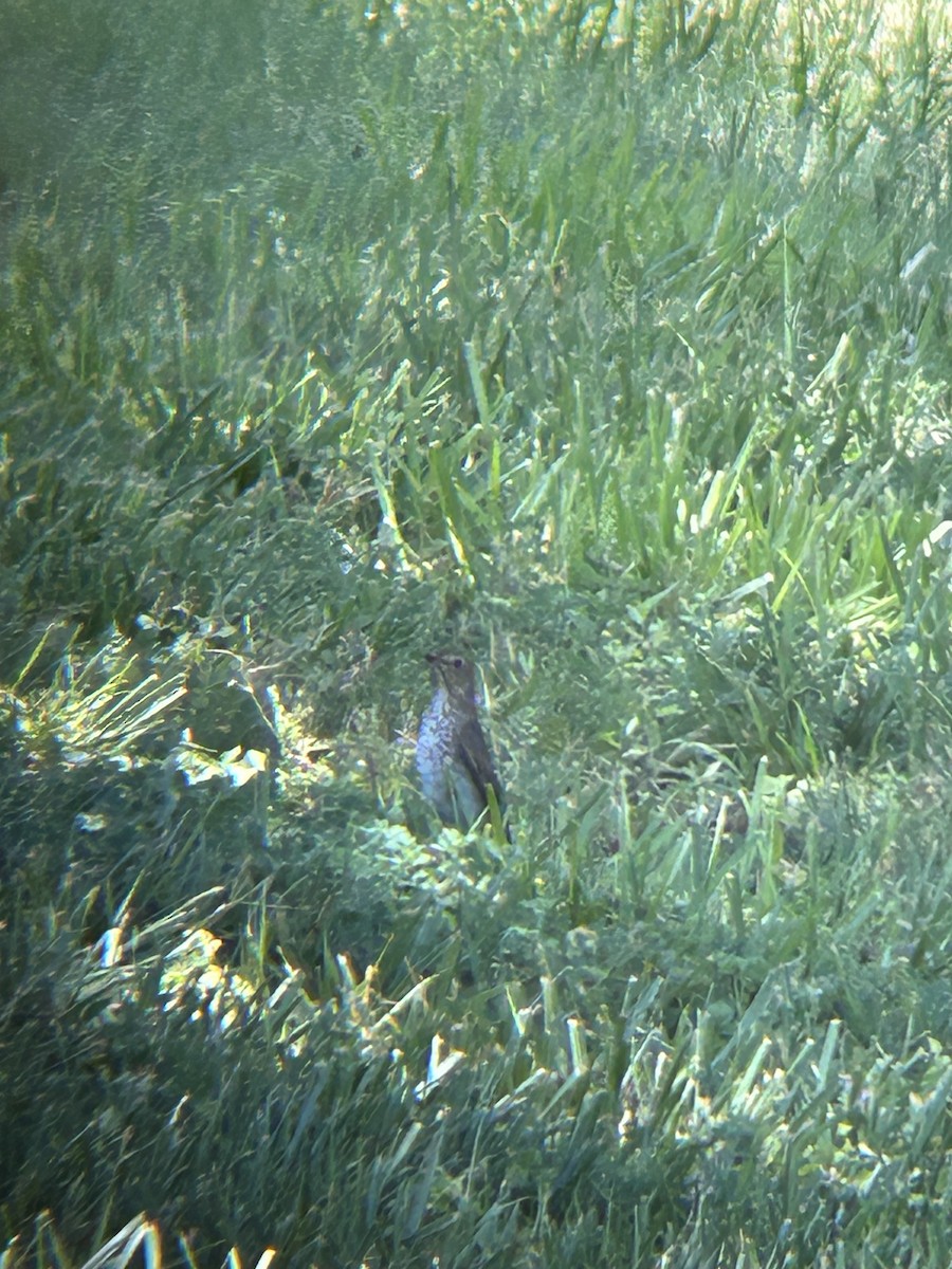 Swainson's Thrush - David Larson