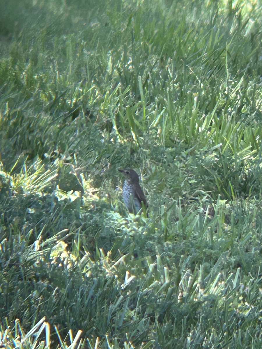 Swainson's Thrush - David Larson