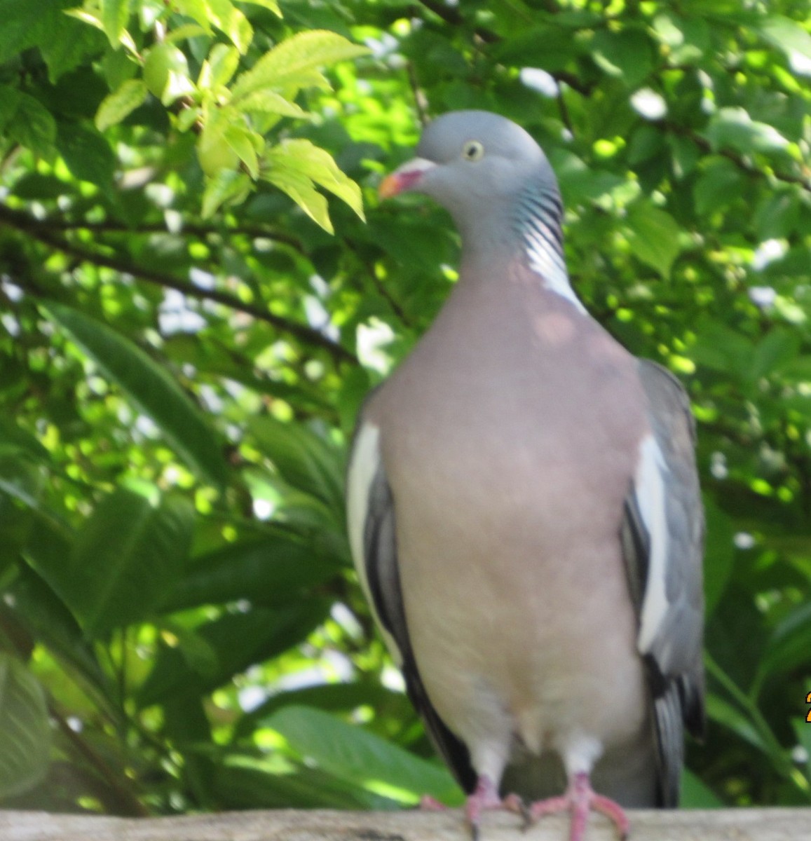 Common Wood-Pigeon - Selva Pombo