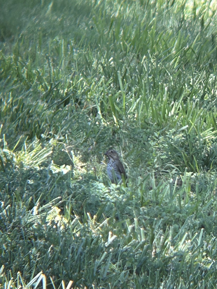 Swainson's Thrush - David Larson