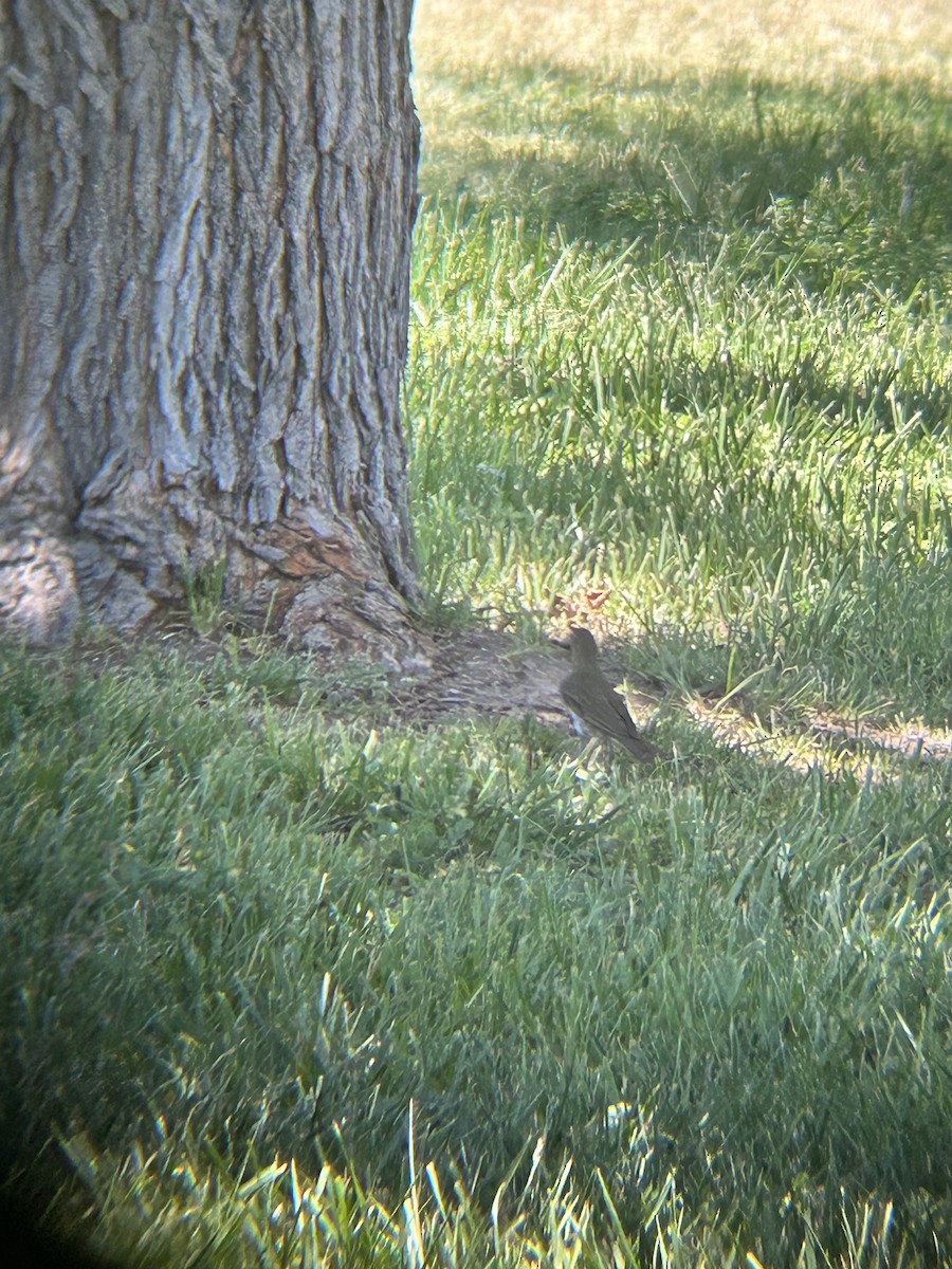 Swainson's Thrush - David Larson