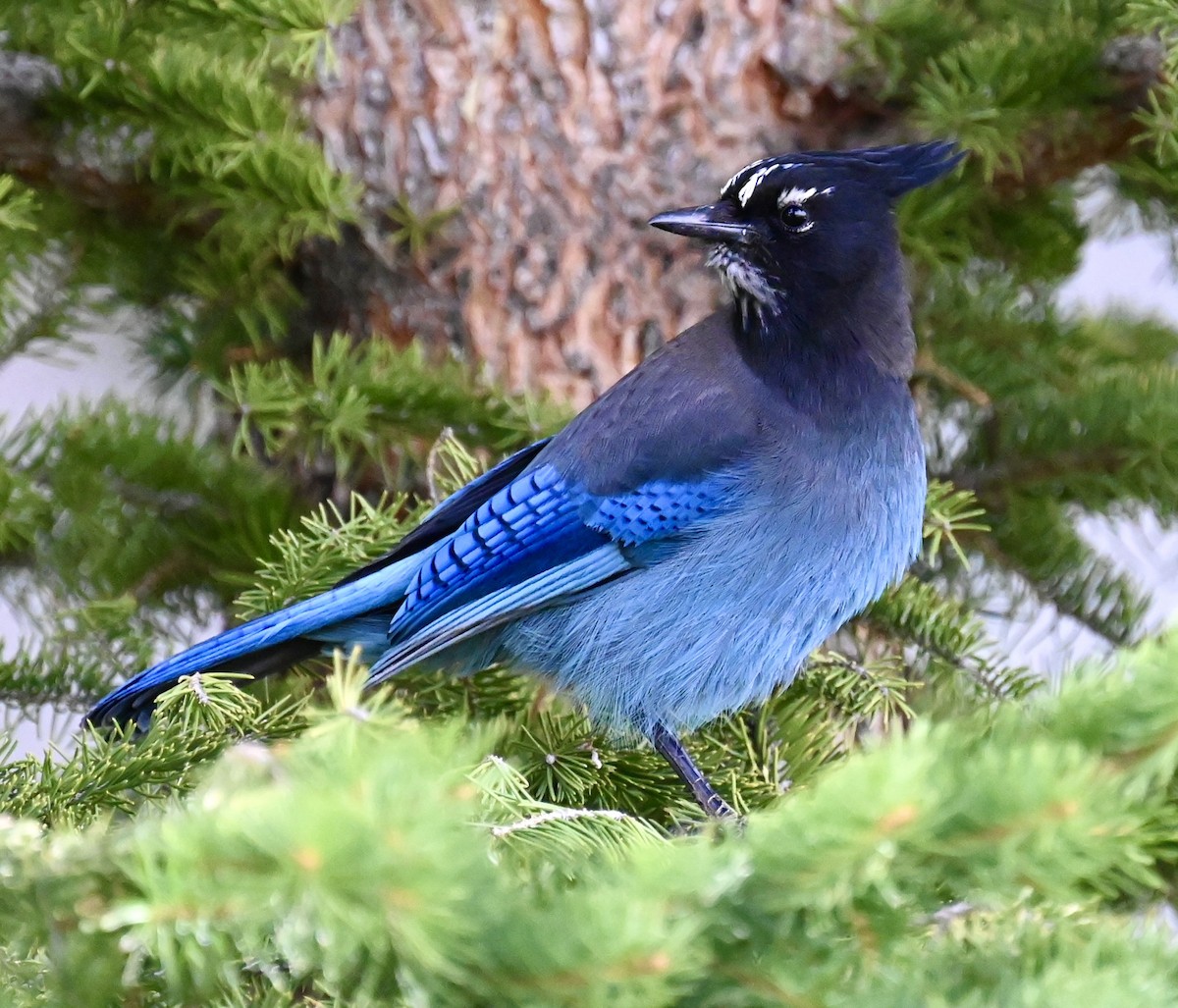 Steller's Jay - Nancy Blaze