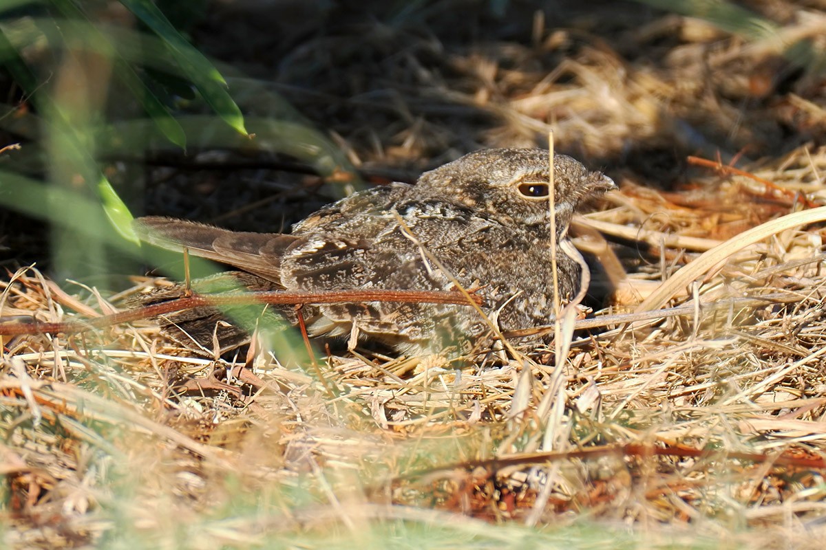 Chirruping Nightjar - Jose Antonio Lama