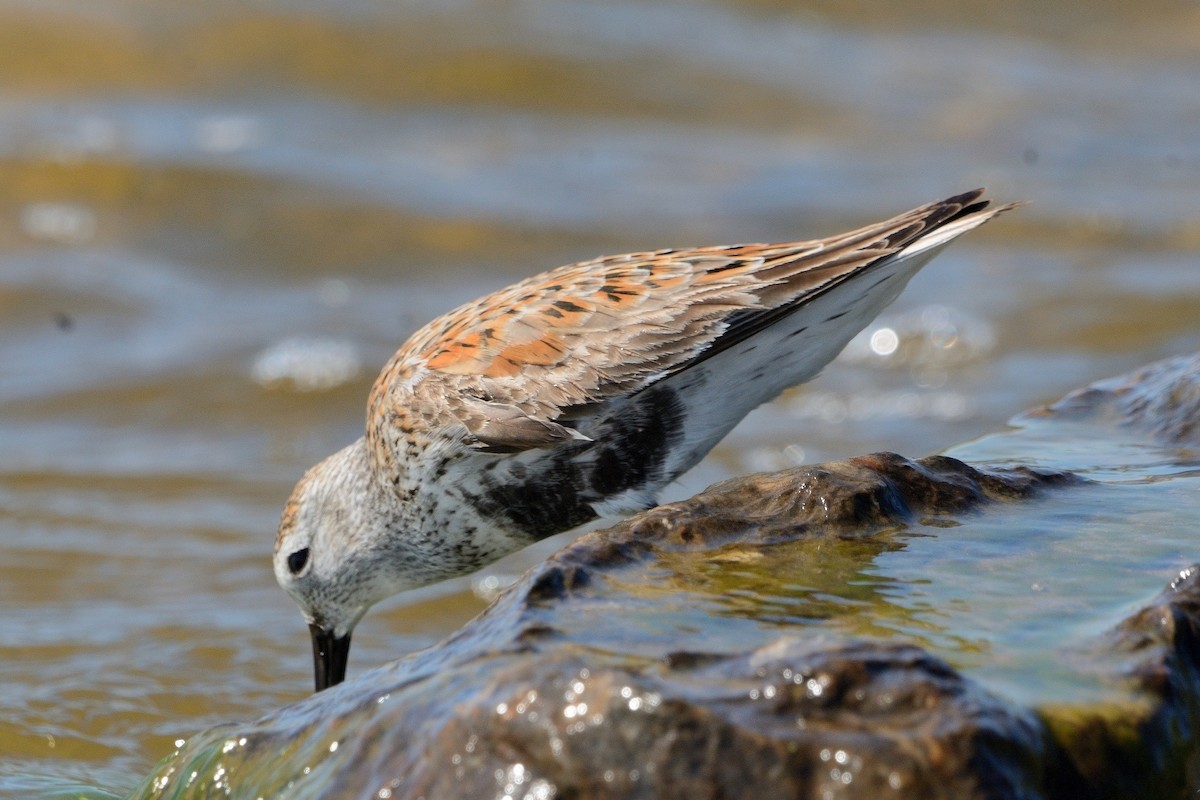 Dunlin - John Gordinier