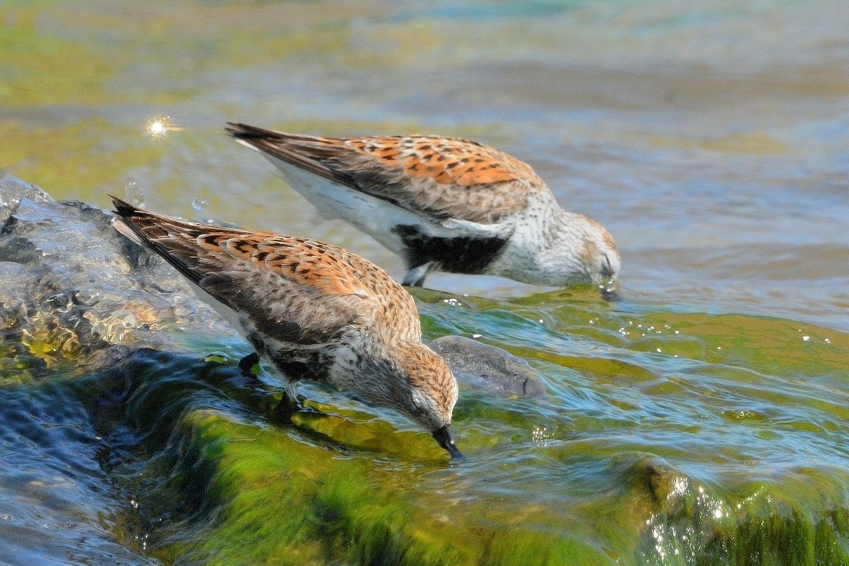 Dunlin - John Gordinier