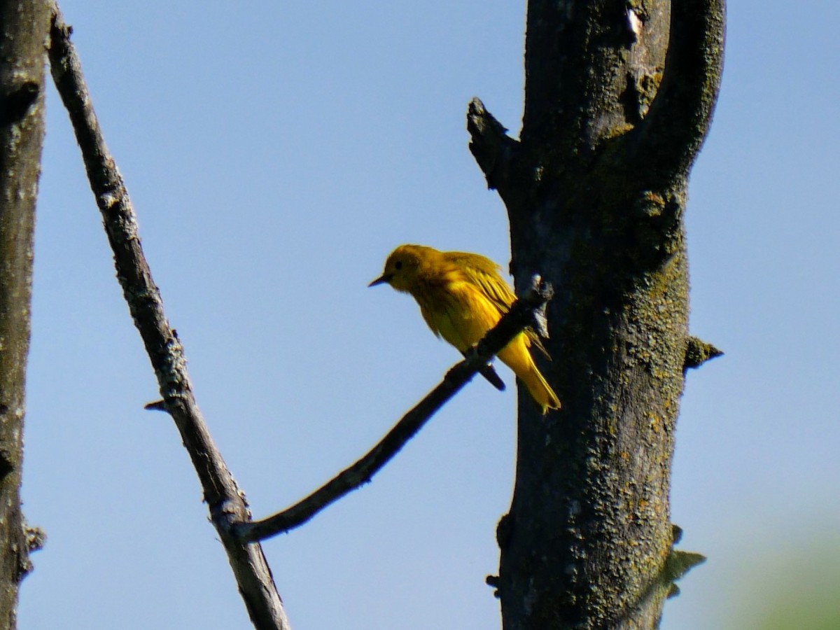 Yellow Warbler - Cécile Charlton