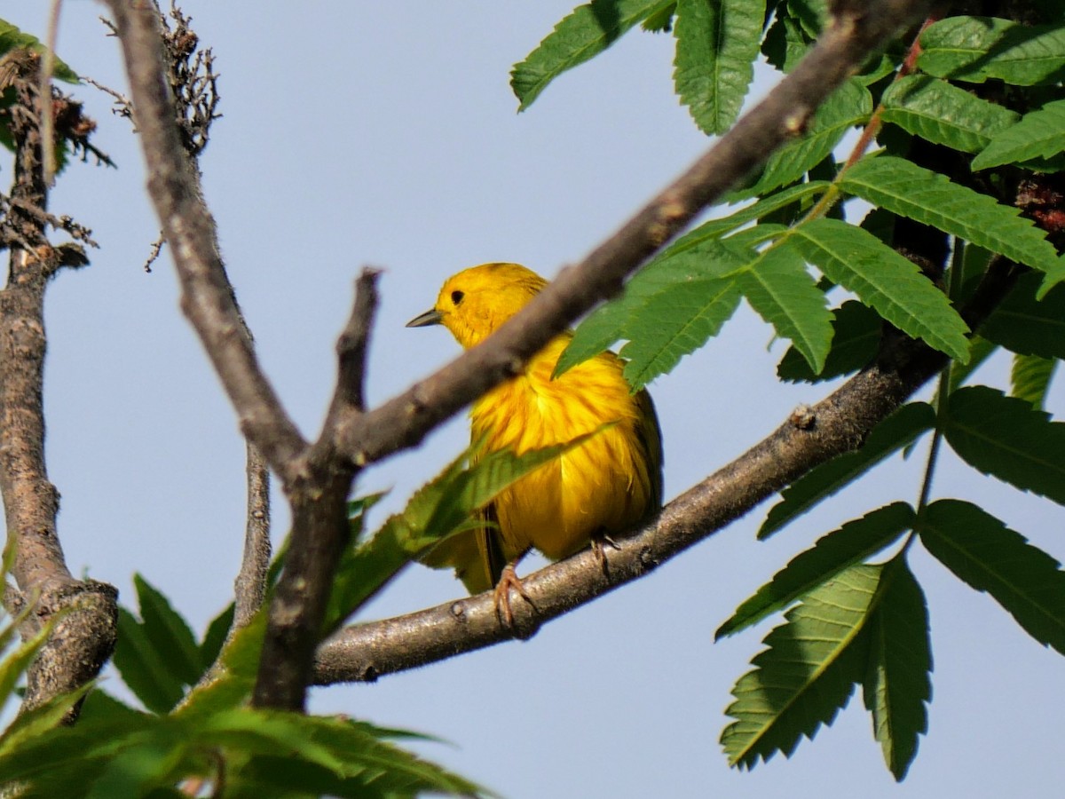 Yellow Warbler - Cécile Charlton