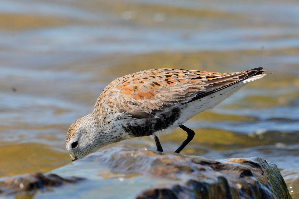 Dunlin - John Gordinier