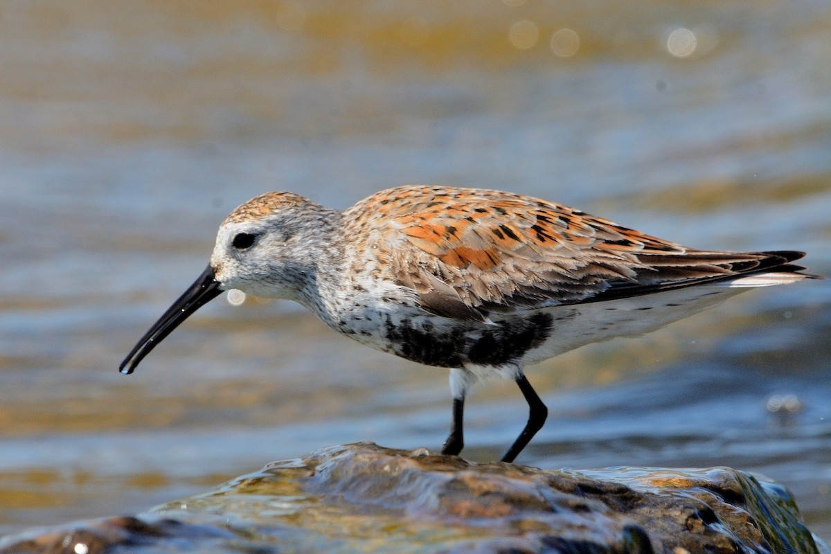 Dunlin - John Gordinier