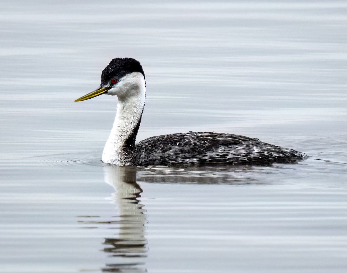 Western Grebe - Susan Newlin