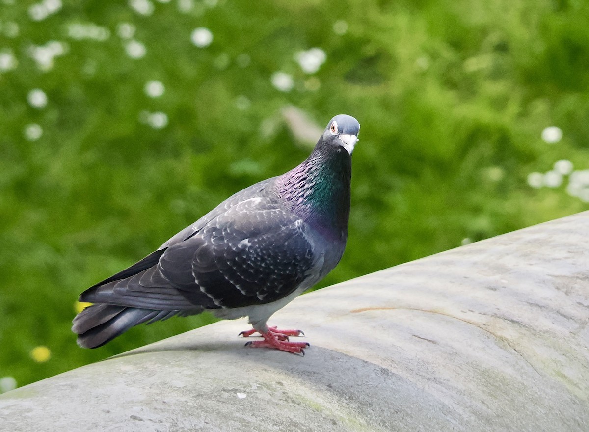 Rock Pigeon - James Tatlow