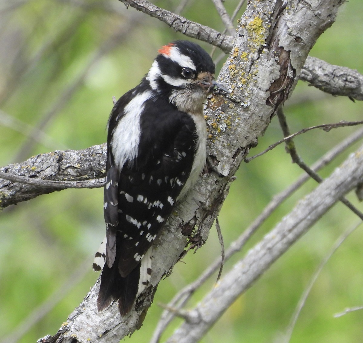 Downy Woodpecker - ML619582908