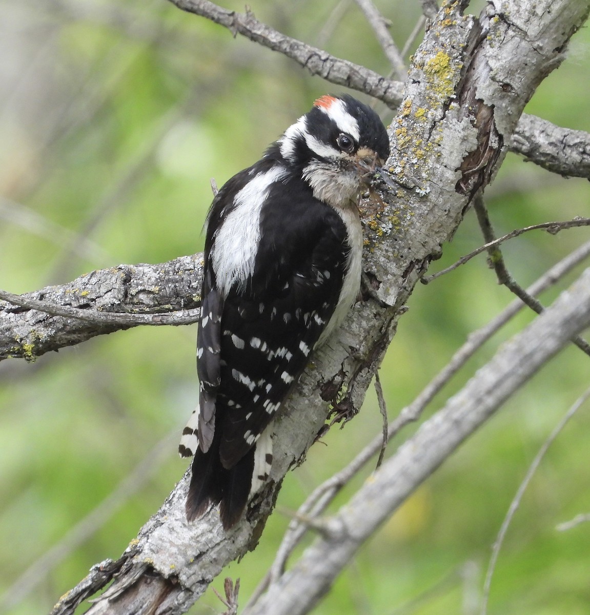 Downy Woodpecker - Cathie Canepa