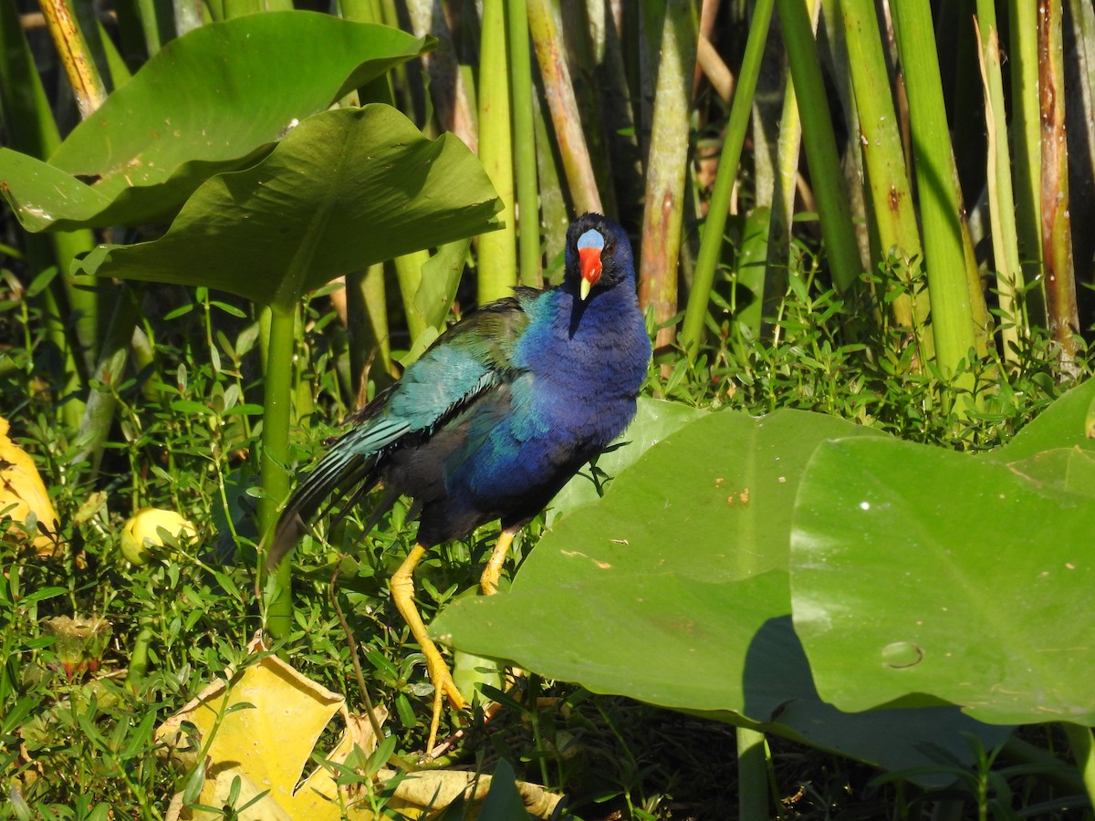 Purple Gallinule - Michael Weisensee