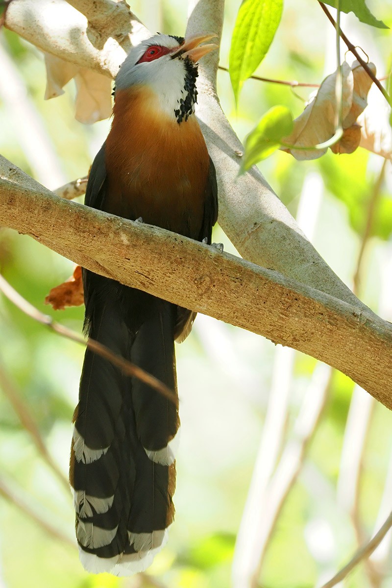 Scale-feathered Malkoha - Jose Antonio Lama