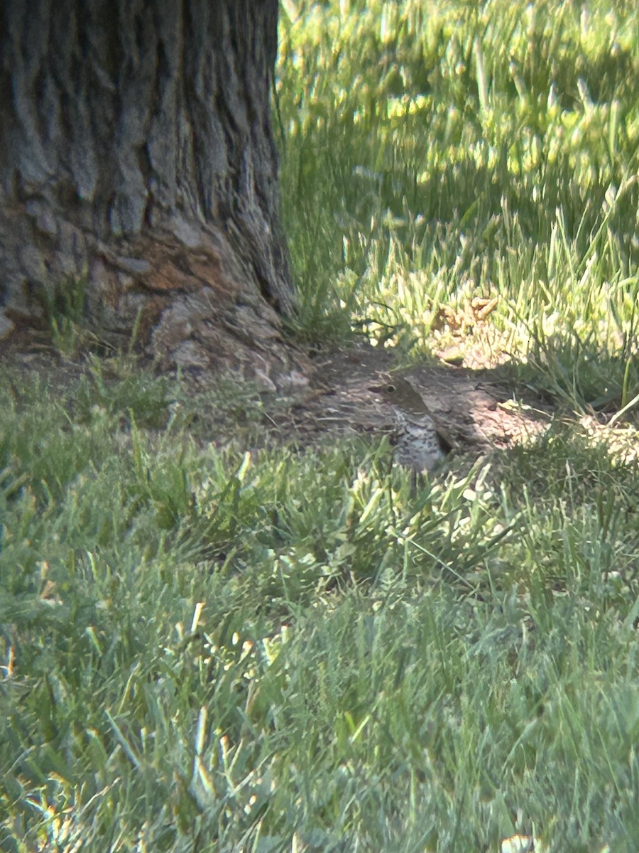 Swainson's Thrush - David Larson