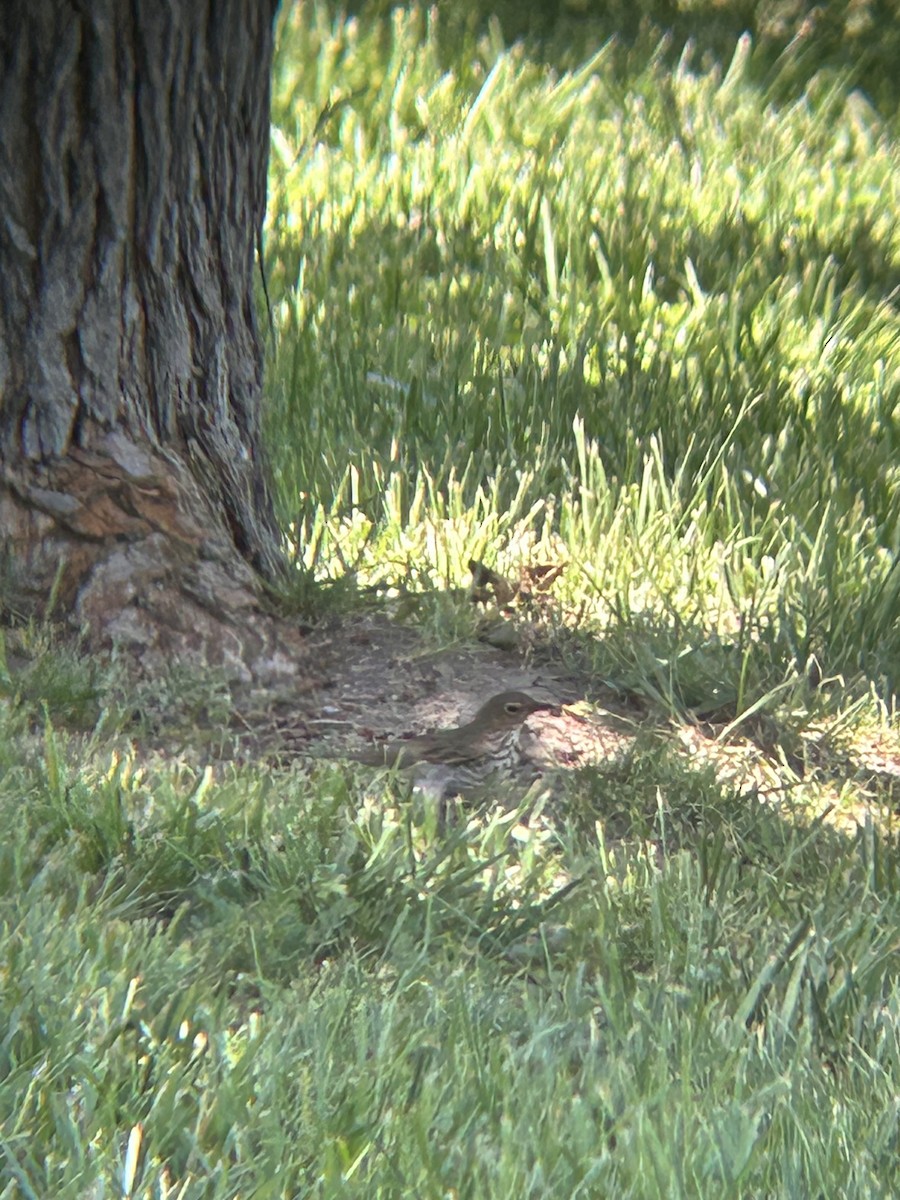 Swainson's Thrush - David Larson