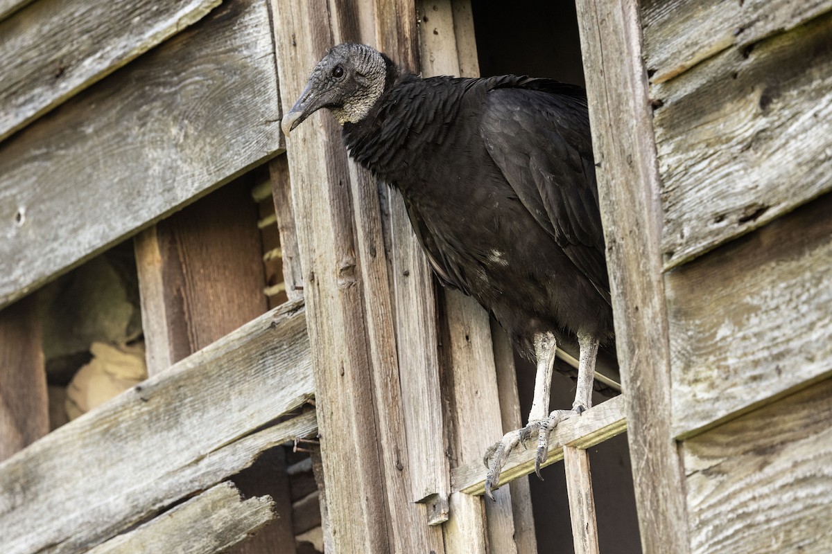 Black Vulture - Guy de Bruyn