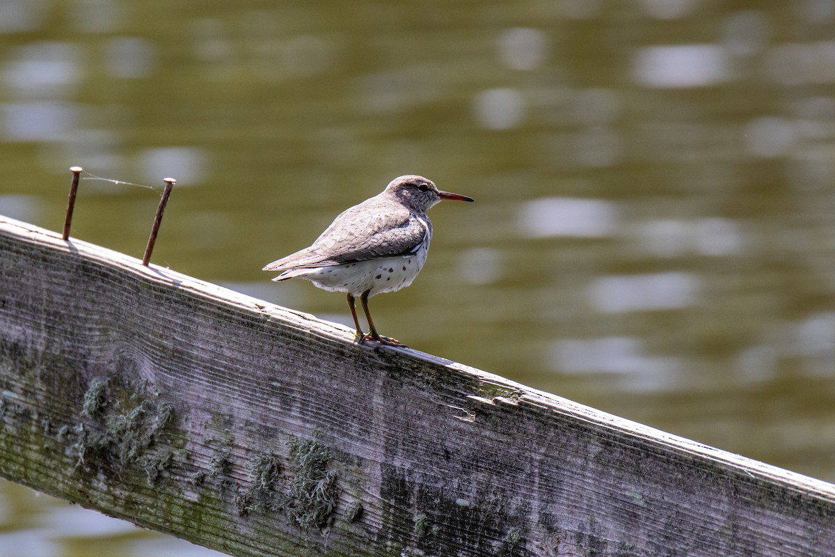 Spotted Sandpiper - Mark Wilson