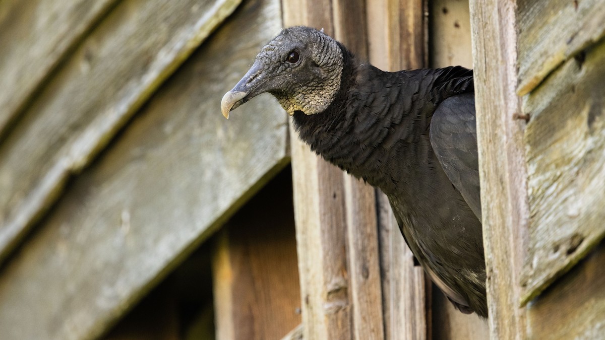 Black Vulture - Guy de Bruyn