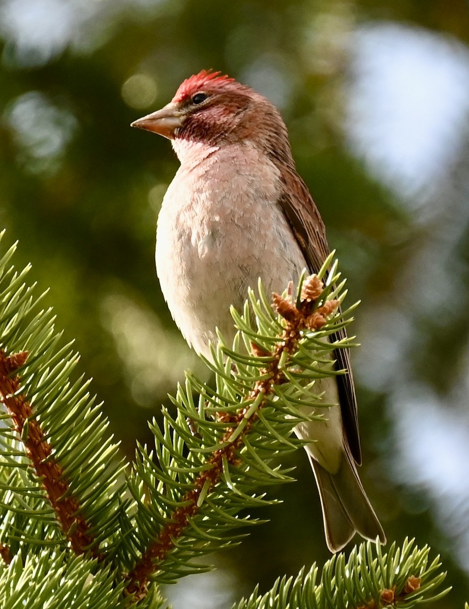 Cassin's Finch - Nancy Blaze