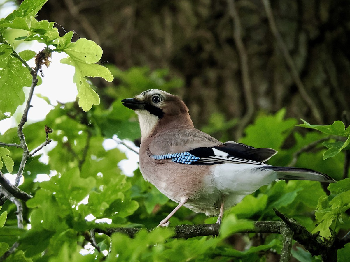 Eurasian Jay - James Tatlow