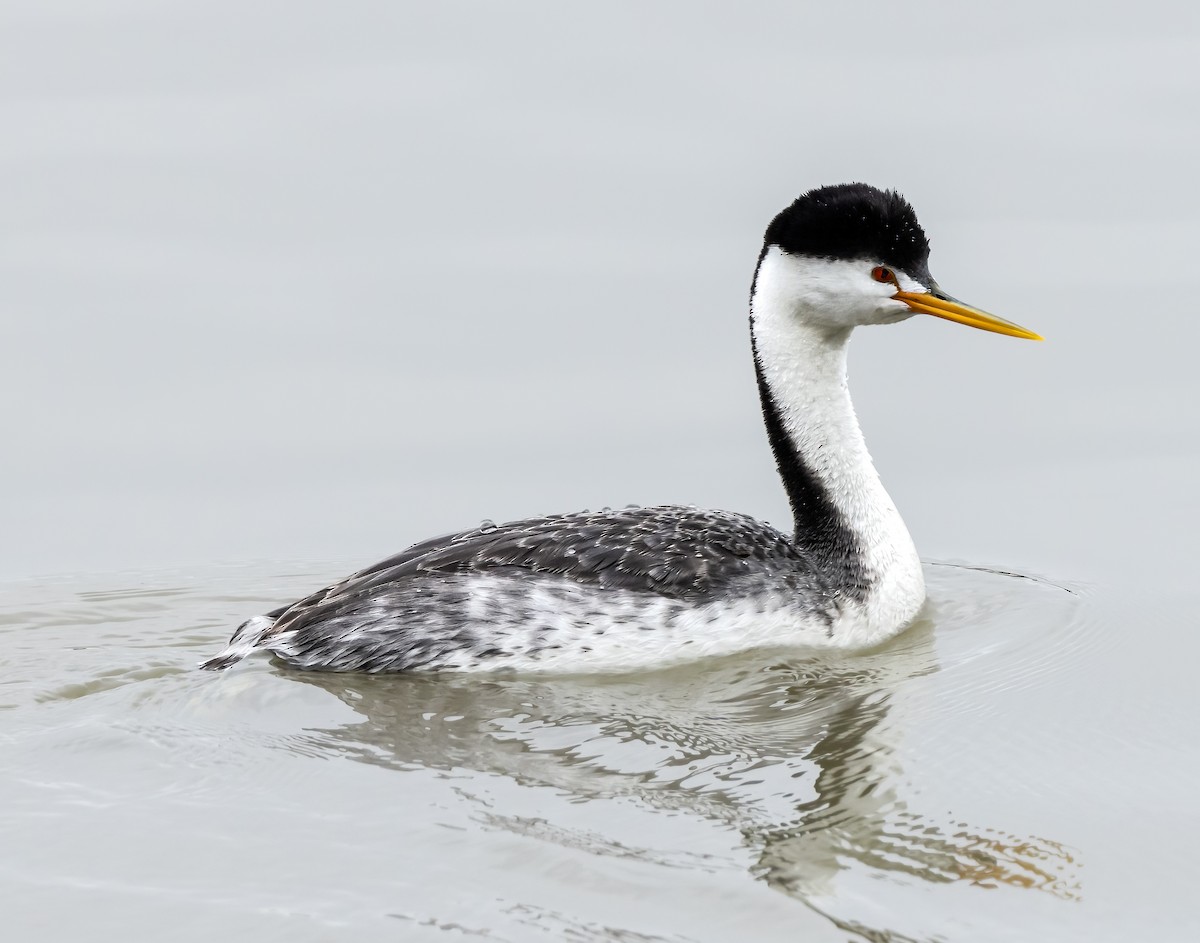 Clark's Grebe - Susan Newlin