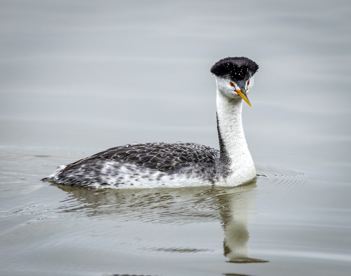 Clark's Grebe - Susan Newlin