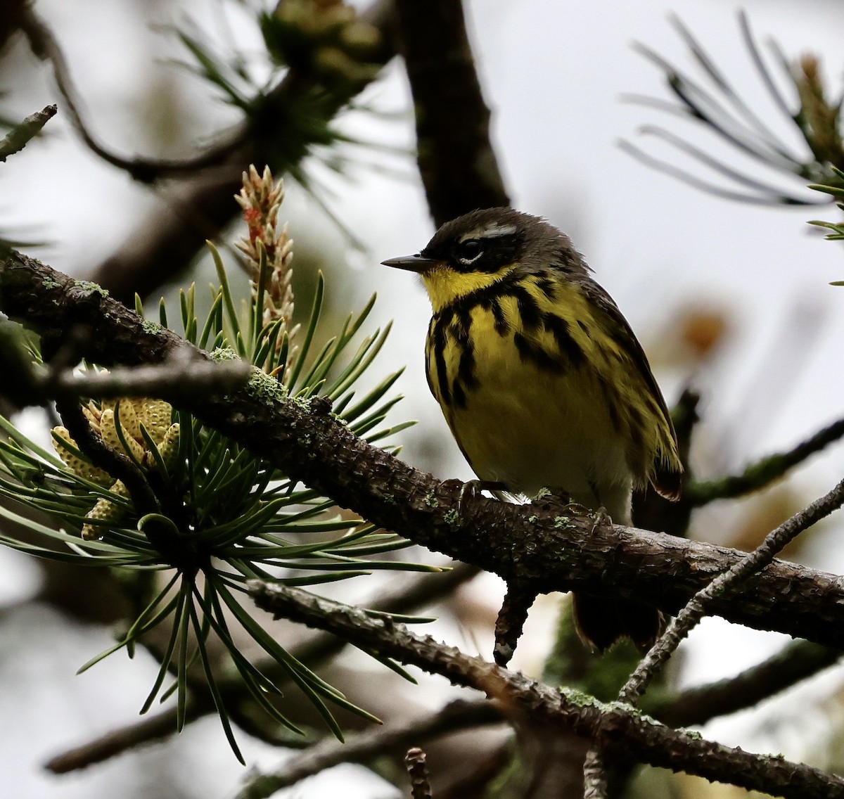 Magnolia Warbler - Denny Porter