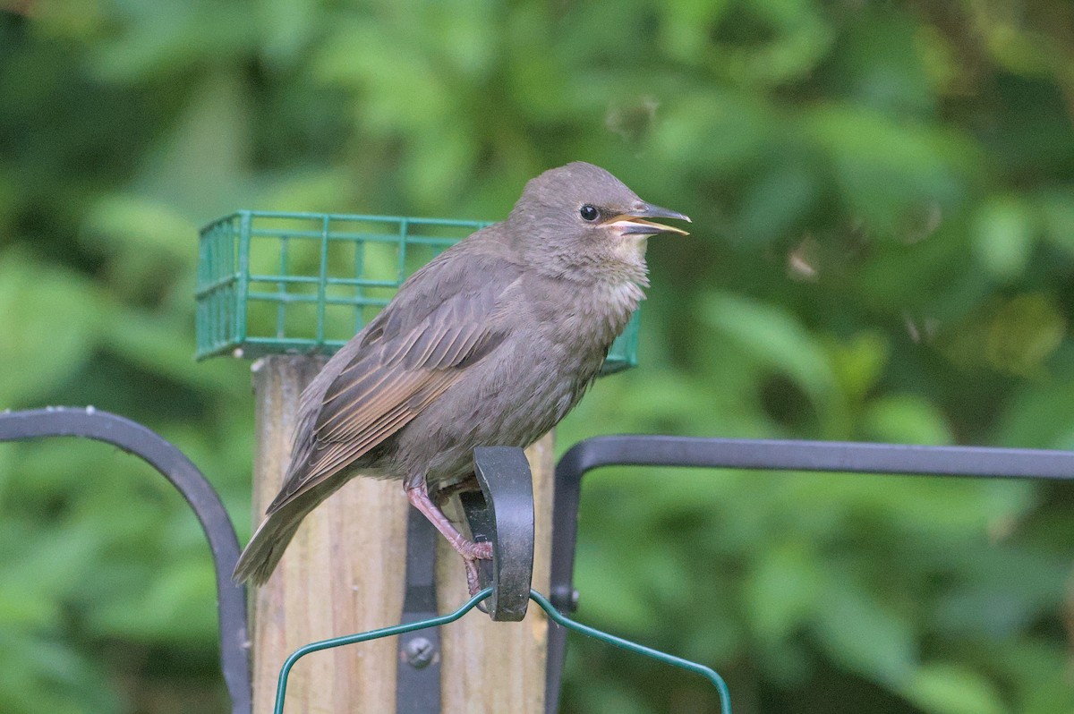 European Starling - Robert Howard