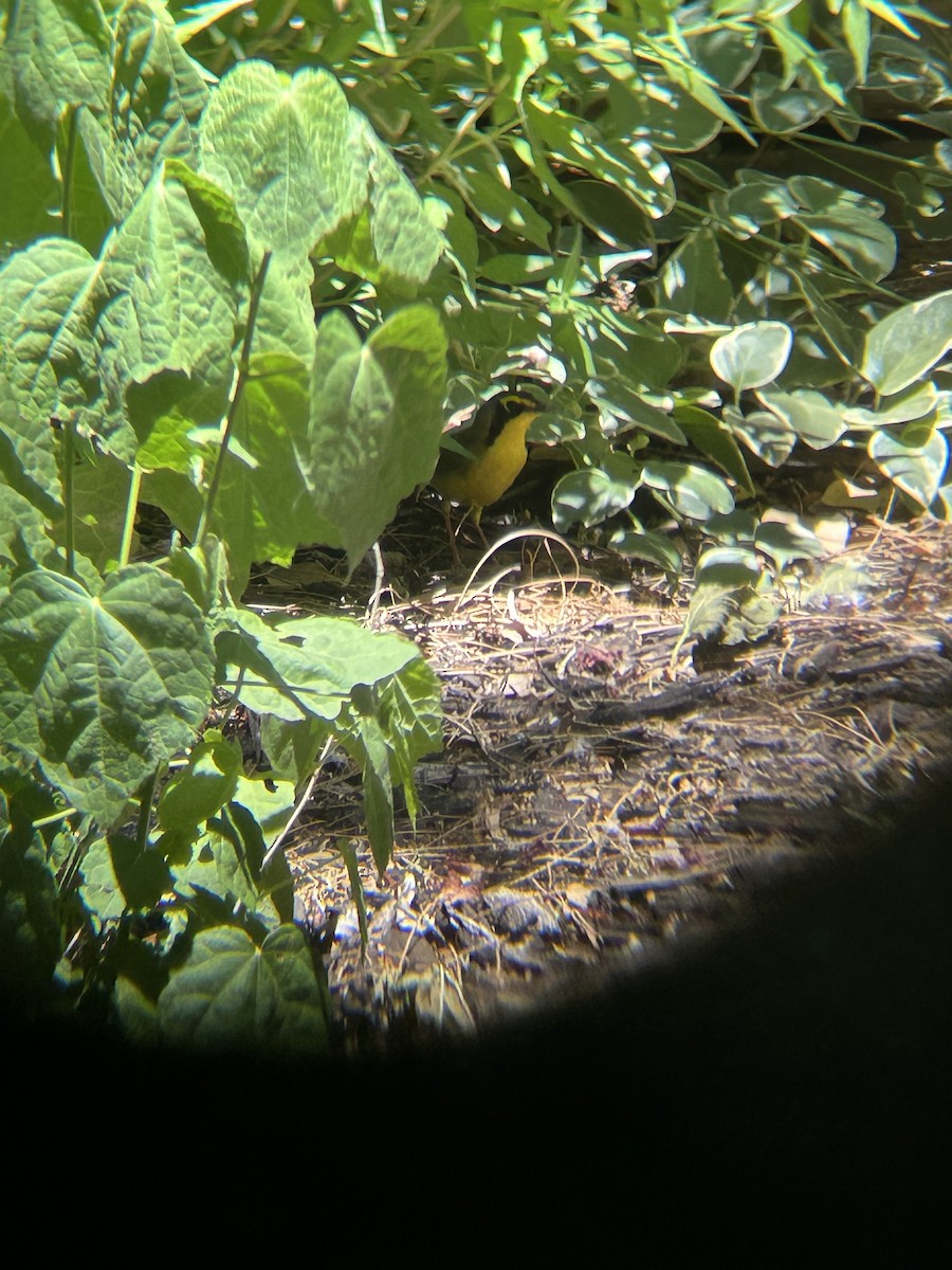 Kentucky Warbler - David Larson