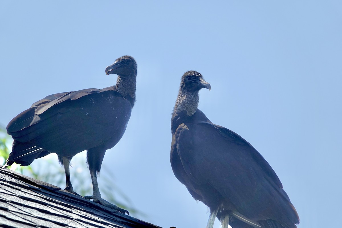 Black Vulture - Alena Capek