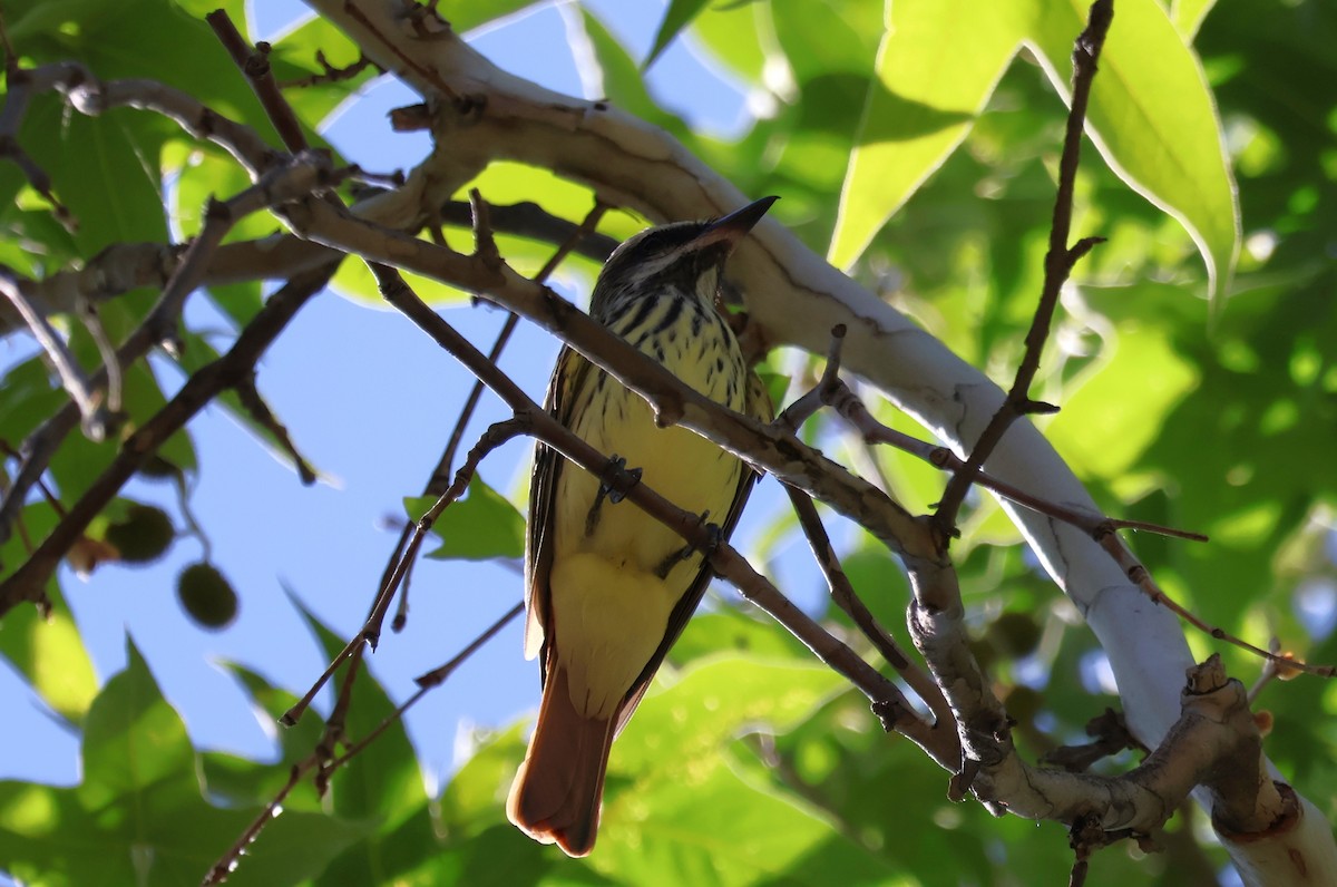 Sulphur-bellied Flycatcher - Tricia Vesely