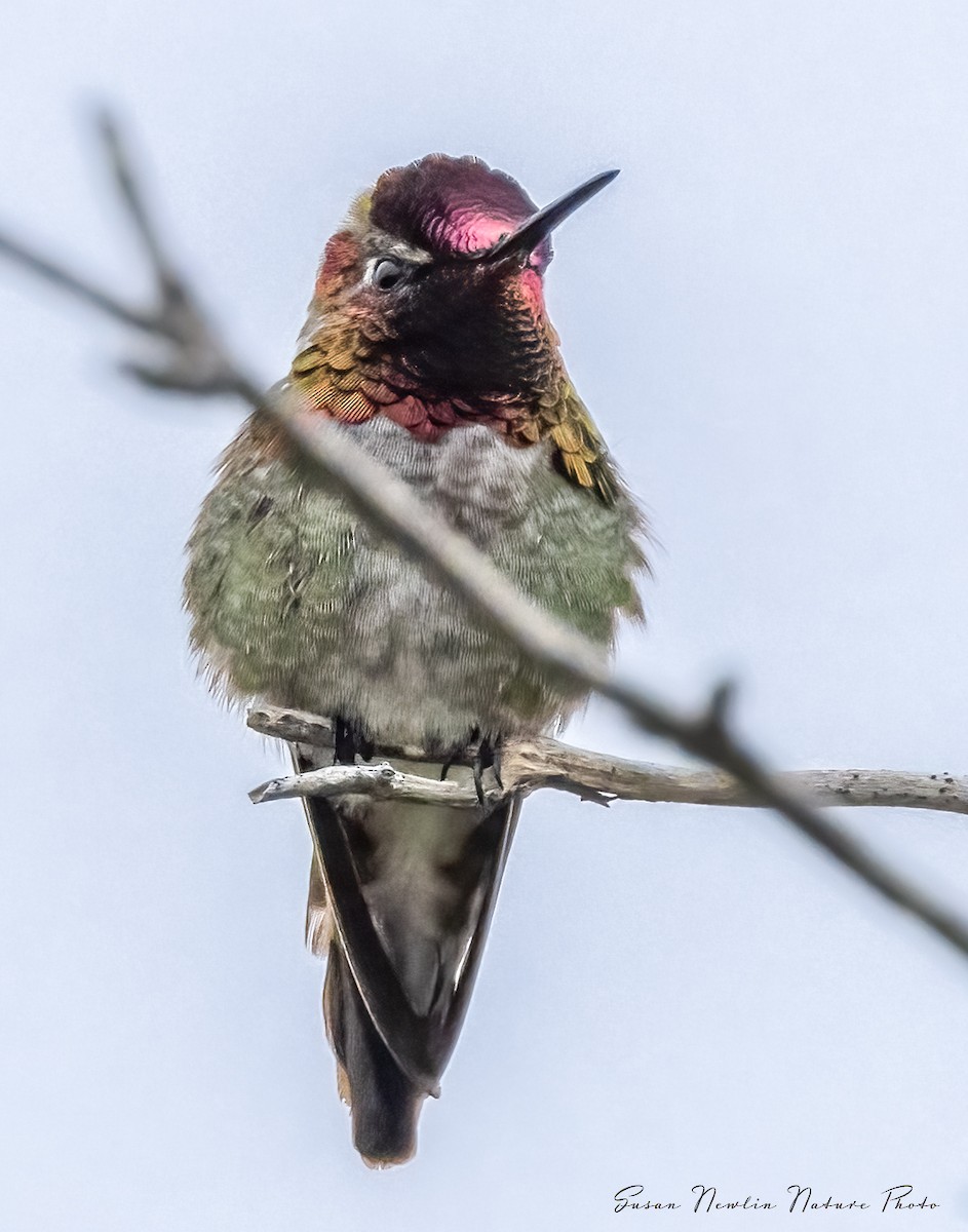 Anna's Hummingbird - Susan Newlin