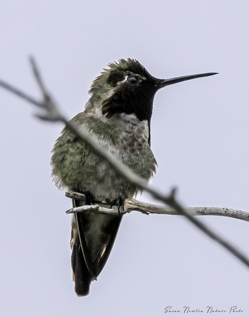 Anna's Hummingbird - Susan Newlin