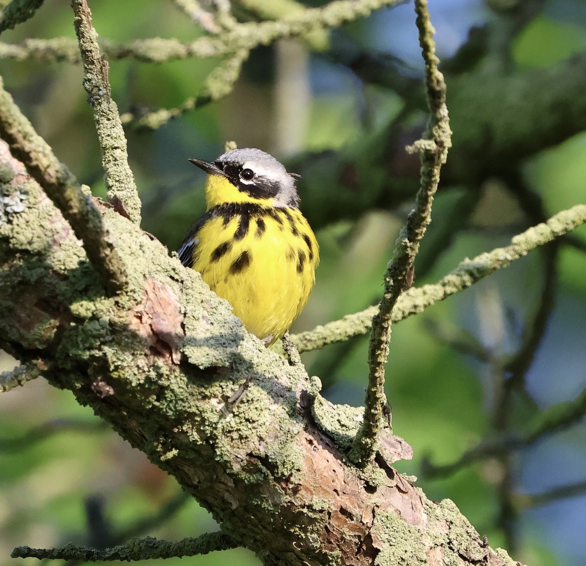 Magnolia Warbler - Denny Porter