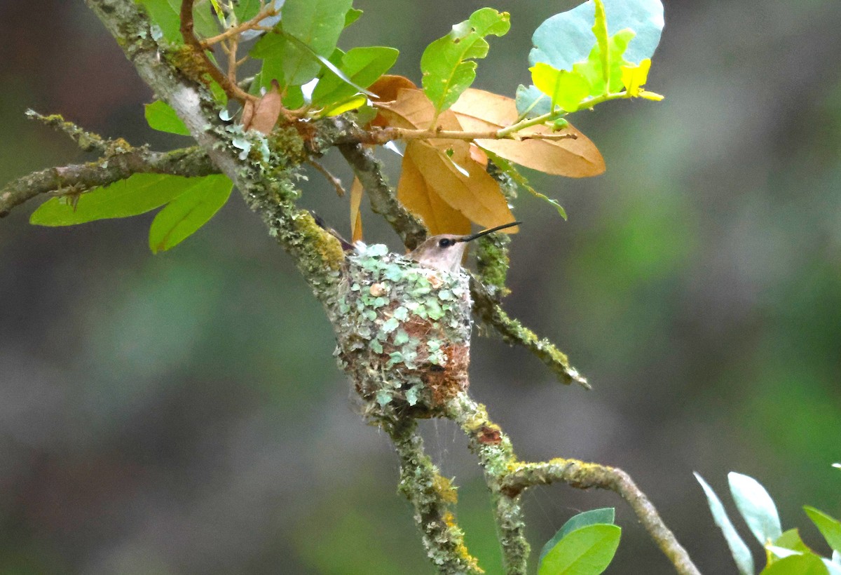 Black-chinned Hummingbird - Sherie Gee